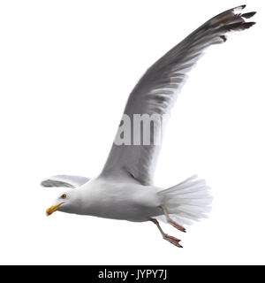 Flying sea gull isolated on the white background Stock Photo