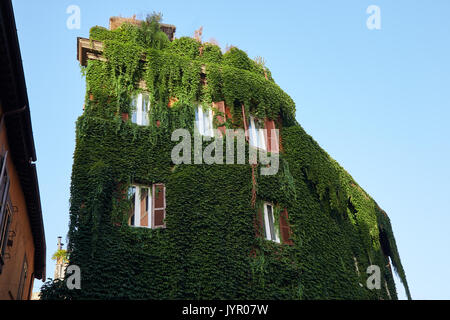 The building is completely overgrown with vine lightly illuminated by the rays of the rising sun, Trastevere district, Rome, Italy Stock Photo