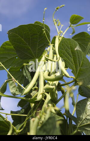 GREEN BEANS GROWING ON BEANSTALK Stock Photo - Alamy