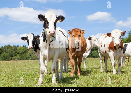 Mixed herd of red and white and black and white Holstein dairy cows with Limousin beef cows in a green summer pasture standing looking curiously  at t Stock Photo
