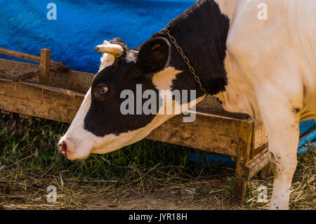 Dairy black and white spotted cow in the village. Cow sniffing the soil. Stock Photo