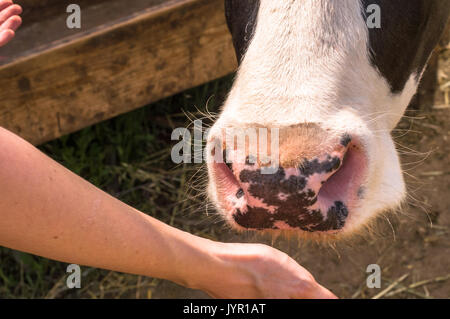 Dairy black and white spotted cow in the village. Cow sniffing young woman hand. Stock Photo