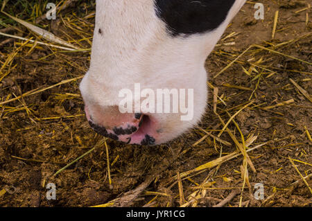 Dairy black and white spotted cow in the village. Cow nose sniffing the soil. Stock Photo