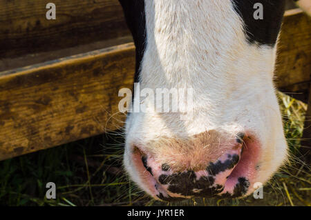 Dairy black and white spotted cow in the village. Stock Photo