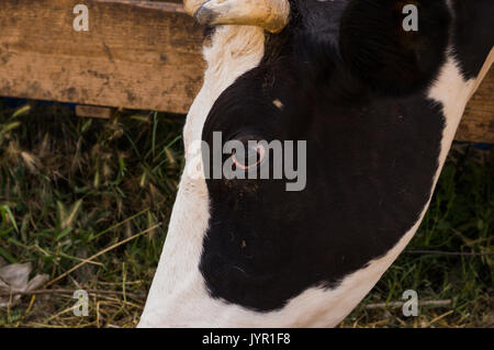 Dairy black and white spotted cow in the village. Closeup view of a cow head. Stock Photo