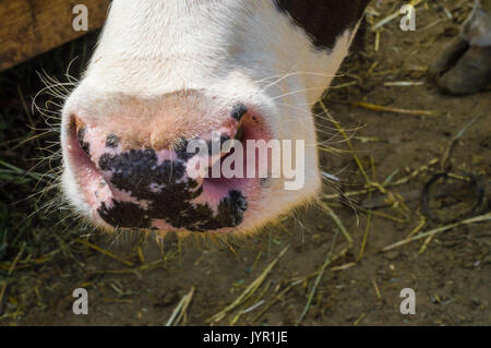 Dairy black and white spotted cow in the village. Closeup view of a cow nose. Stock Photo