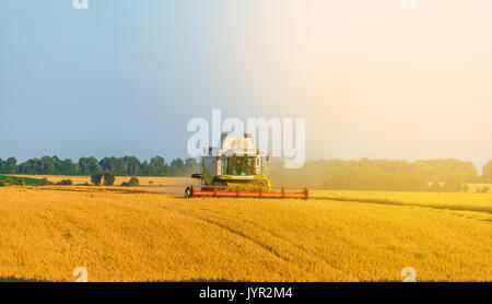 Harvester working in field and mows wheat. Ukraine. Stock Photo