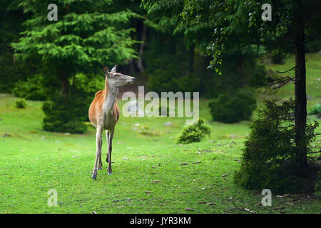 Close young female deer in summer forest Stock Photo