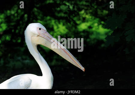 Pelican or Pink Pelican on dark background Stock Photo