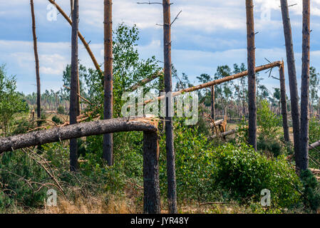Trees fallen by tornado in Northern Poland. August 11, 2017 Stock Photo