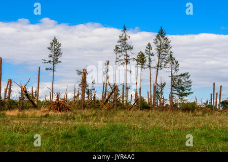 Trees fallen by tornado in Northern Poland. August 11, 2017 Stock Photo
