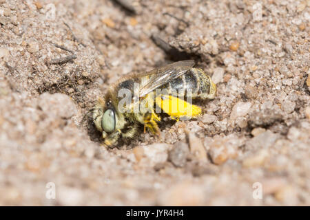 Close-up of little flower bee (green-eyed flower bee) (Anthophora bimaculata) at nest burrow in the sand in Surrey heathland site, UK Stock Photo