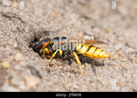 Close-up of beewolf wasp (Philanthus triangulum) digging a burrow in the sand in Surrey, UK Stock Photo