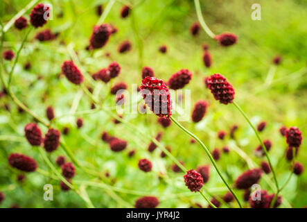 Close up of red flowers of the Sanguisorba officinalis 'Red Thunder' burnet plant planted in a garden in summer Stock Photo