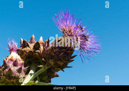 Bumblebees collecting pollen from the flower of a Cardoon plant (Cynara cardunculus or Cynara scolymus) or Globe Artichoke / Artichoke Thistle Stock Photo
