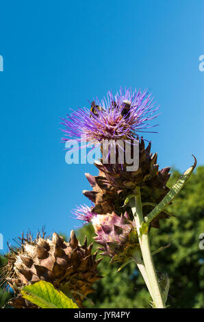 Bumblebees collecting pollen from the flower of a Cardoon plant (Cynara cardunculus or Cynara scolymus) or Globe Artichoke / Artichoke Thistle Stock Photo
