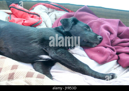 Mixed Lab Breed Taking a Snooze Stock Photo