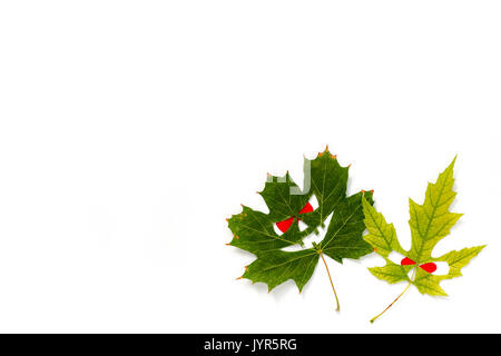 Halloween background - multi-colored faces with red eyes from maple leaves. White background. Copy space Stock Photo