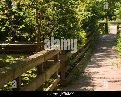 A wooden foot path through the woods leading to the road Stock Photo