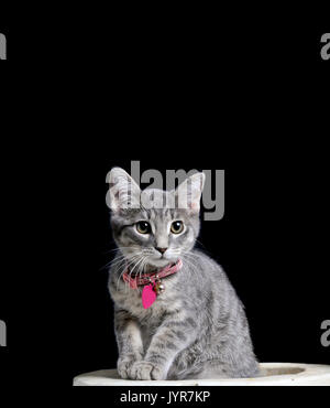 Cute gray young kitten with collar and tag sitting in Halloween prop staring at camera isolated on black with copy space.
