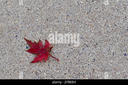 Red multicolored maple leaf on a cement background Stock Photo