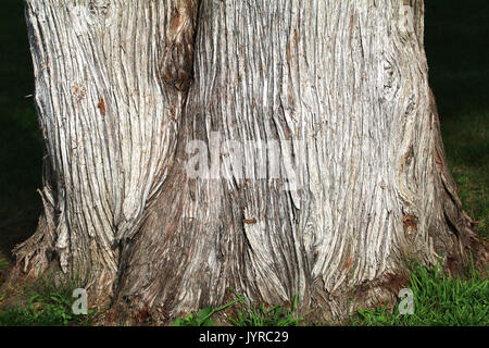 Rough textured bark on an old coniferous tree Stock Photo