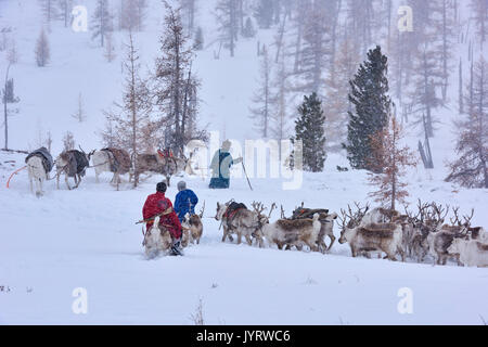 Mongolia, Khovsgol privince, the Tsaatan, reindeer herder, winter migration Stock Photo
