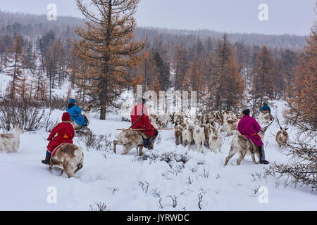 Mongolia, Khovsgol province, the Tsaatan, reindeer herder, winter migration, transhumance Stock Photo