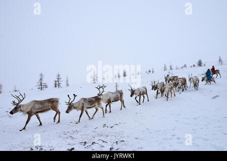 Mongolia, Khovsgol province, the Tsaatan, reindeer herder, winter migration, transhumance Stock Photo