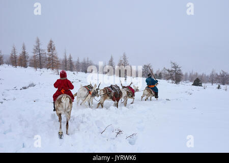 Mongolia, Khovsgol province, the Tsaatan, reindeer herder, winter migration, transhumance Stock Photo