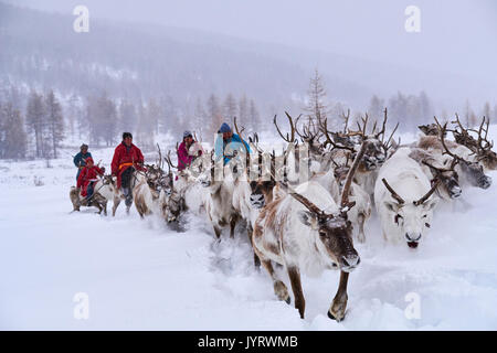 Mongolia, Khovsgol province, the Tsaatan, reindeer herder, winter migration, transhumance Stock Photo