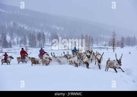 Mongolia, Khovsgol province, the Tsaatan, reindeer herder, winter migration, transhumance Stock Photo