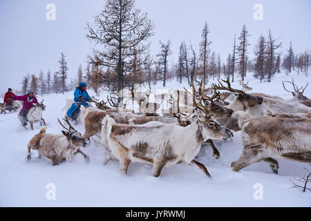 Mongolia, Khovsgol province, the Tsaatan, reindeer herder, winter migration, transhumance Stock Photo