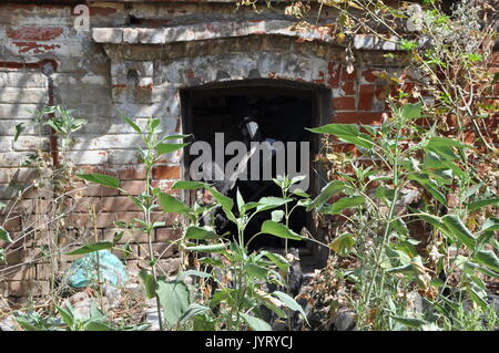 Red brick wall with a basement window of a burned house abandoned among green weeds and garbage. Stock Photo