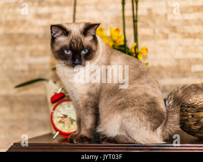 Portrait of siamese cat Stock Photo