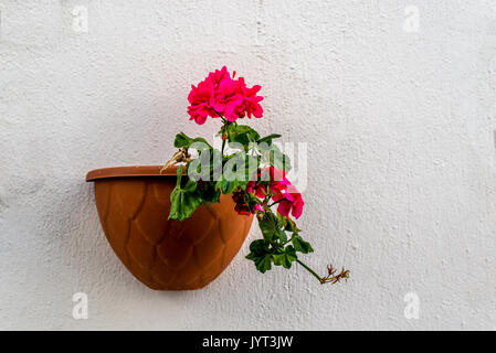 Red geranium flower on white wall Stock Photo