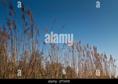 reed plants Stock Photo