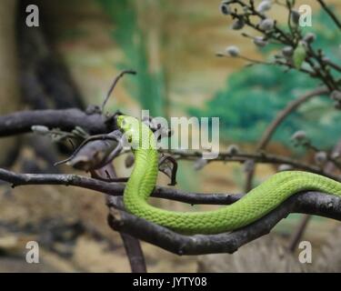 Green snake on branches Stock Photo