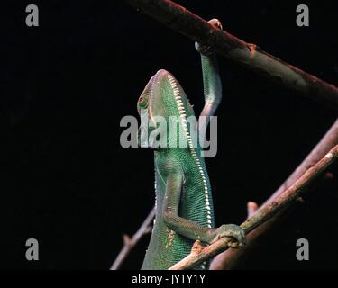 Veiled chameleon climbing Stock Photo