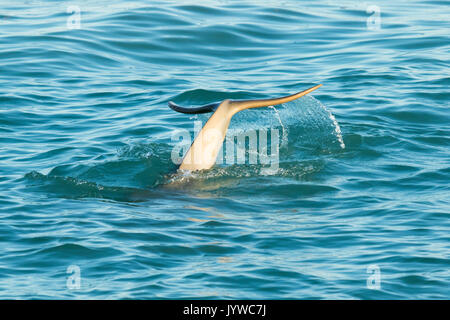 Australian Snubfin Dolphin (Orcaella heinsohni) socializing in the Roebuck Bay, Broome Stock Photo