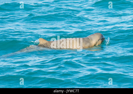 Australian Snubfin Dolphin (Orcaella heinsohni) socializing in the Roebuck Bay, Broome Stock Photo