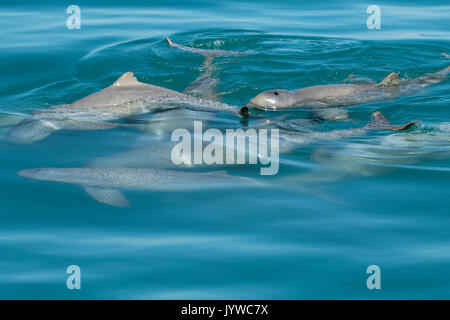 Australian Snubfin Dolphin (Orcaella heinsohni) socializing in the Roebuck Bay, Broome Stock Photo