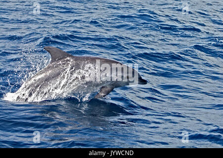 Common Bottlenose Dolphin (Tursiops truncates) porpoising in the waters of the Azores Stock Photo