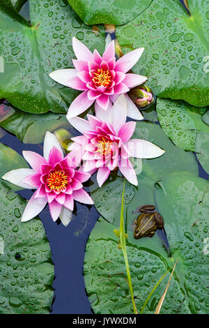 Water lilies and a frog Stock Photo