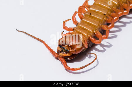 Large red centipede in upside down closeup with isolated white seamless background from Thailand. Stock Photo