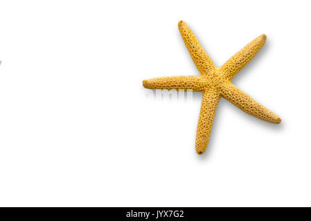 yellow starfish isolated on white background closeup. Stock Photo