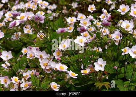 Anemones Stock Photo
