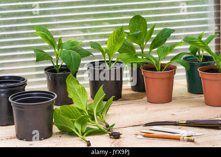 Rooted cuttings of Hydrangea plant, being re potted. Stock Photo