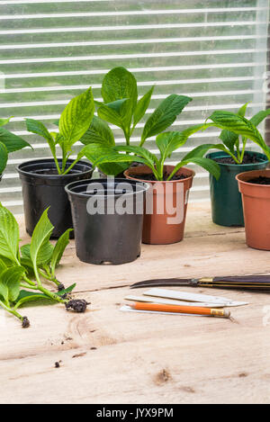 Rooted cuttings of Hydrangea plant, being re potted. Stock Photo