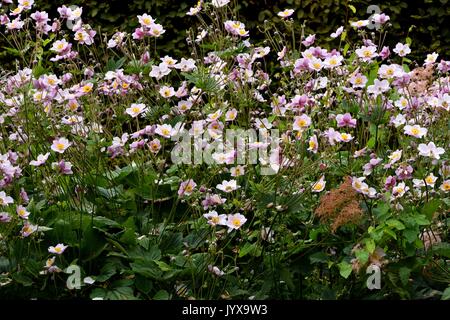 Anemones Stock Photo